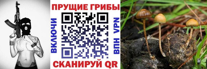 Купить закладки  Шали  Псилоцибиновые грибы Cubensis 